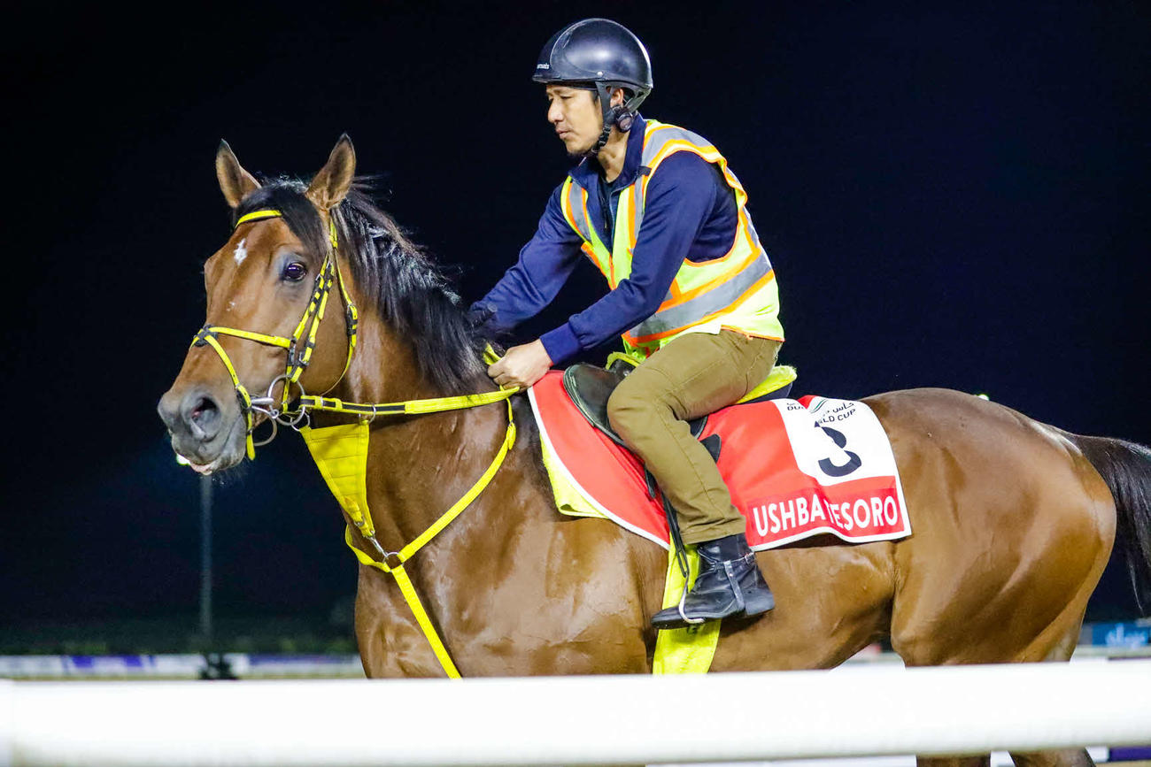 31日朝に馬場入りしたウシュバテソーロ（C）Dubai Racing Club