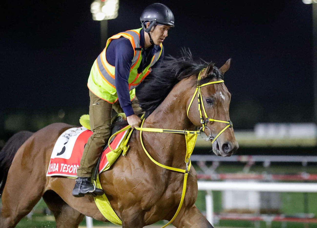 31日朝に馬場入りしたウシュバテソーロ（C）Dubai Racing Club
