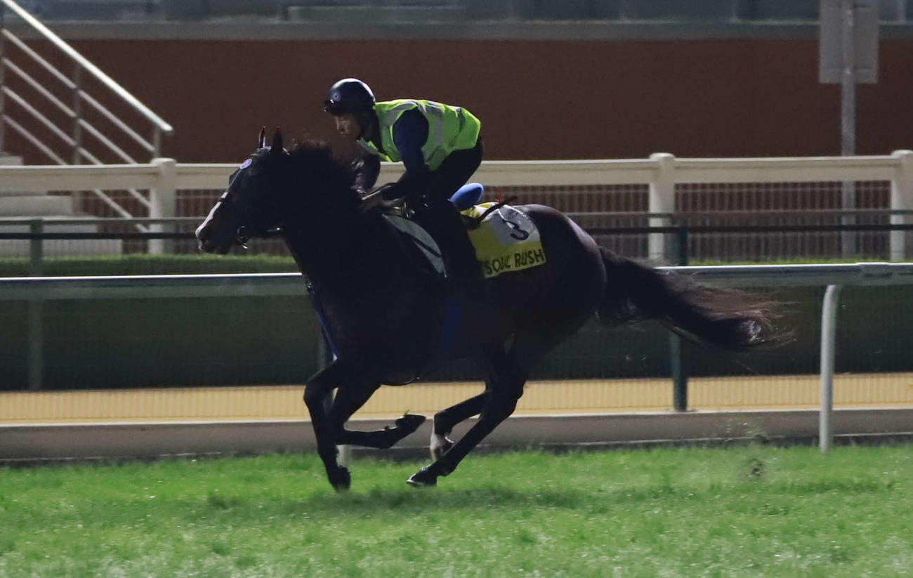ドバイターフへの最終追い切りを行ったソウルラッシュ（撮影・桑原幹久）