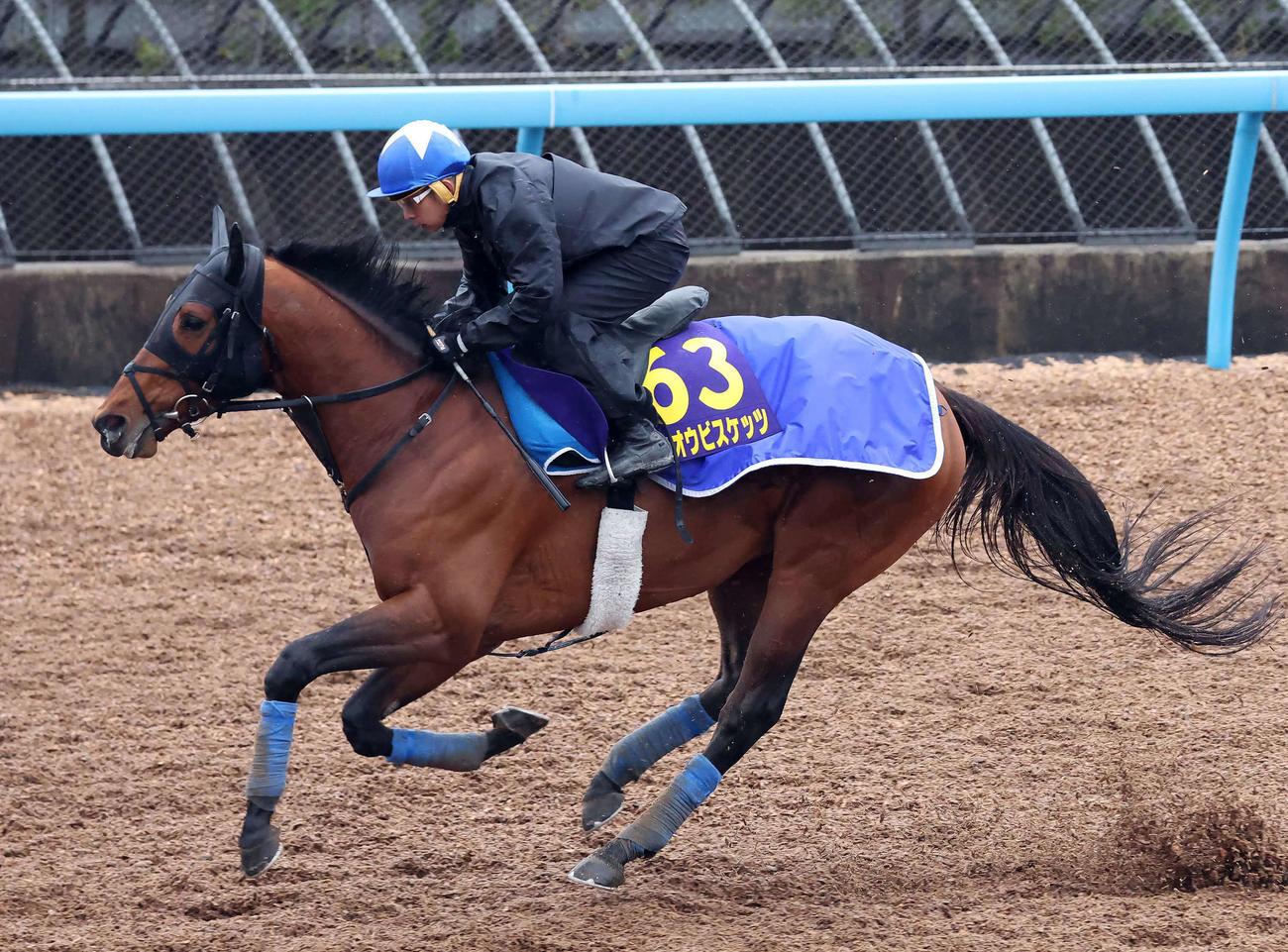 ホウオウビスケッツは岩田康騎手を背に美浦ウッドで追い切られた（撮影・丹羽敏通）