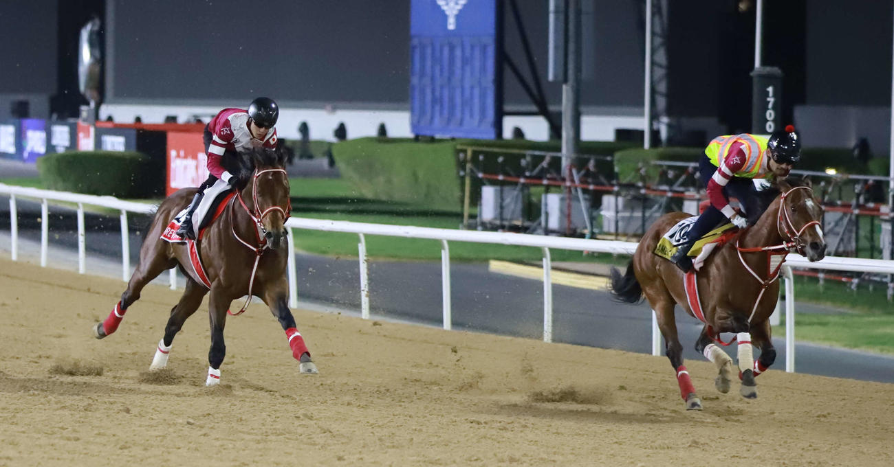 最終追い切りでアメリカンステージ（右）と併せ馬を行うフォーエバーヤング（撮影・桑原幹久）