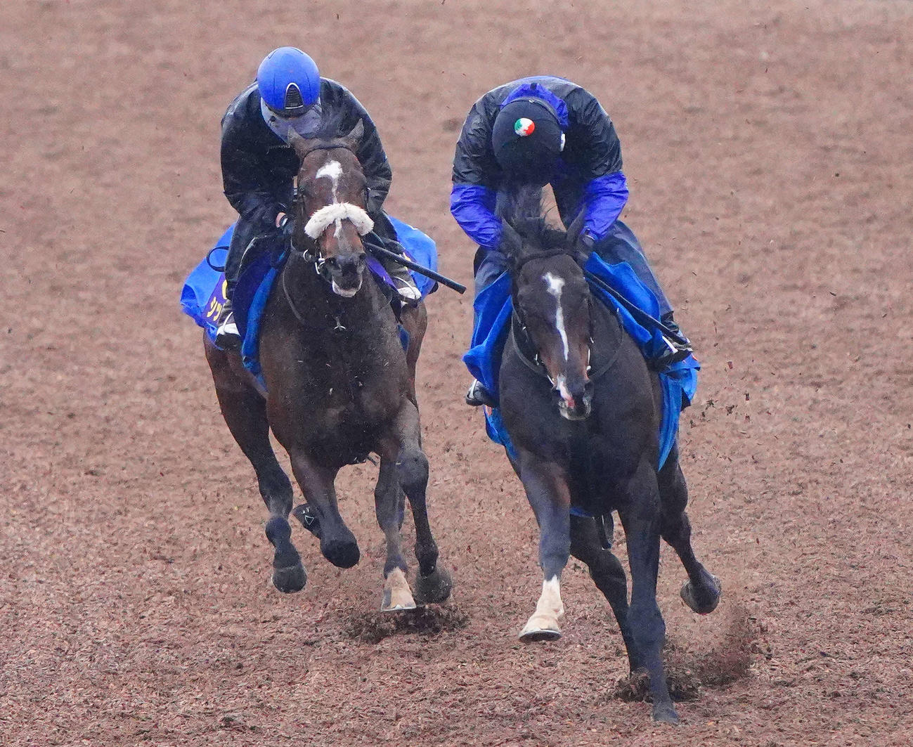 シックスペンス（左）は横山武騎手を背にサトノトルネードと併せて追い切られた（撮影・丹羽敏通）