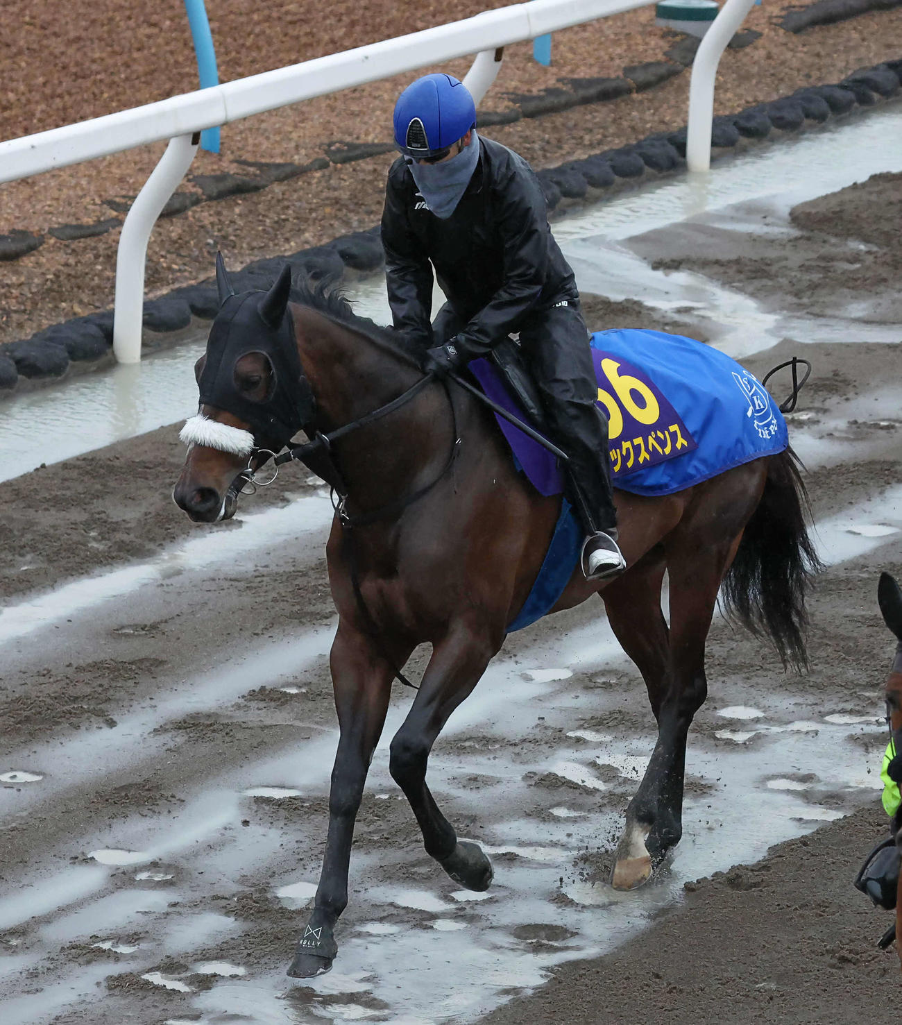 ダートコースで調整するシックスペンスと横山武騎手（撮影・丹羽敏通）