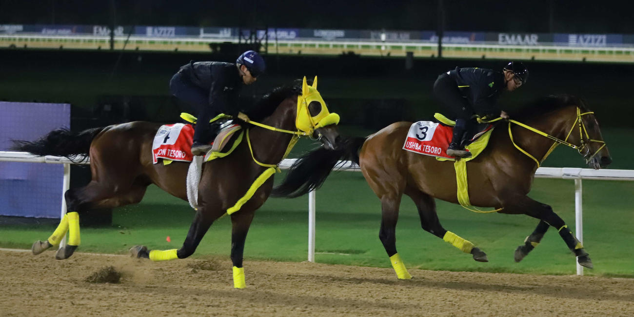 ドバイワールドCへの最終追い切りを行ったウィルソンテソーロ（左）とウシュバテソーロ（右）（撮影・桑原幹久）