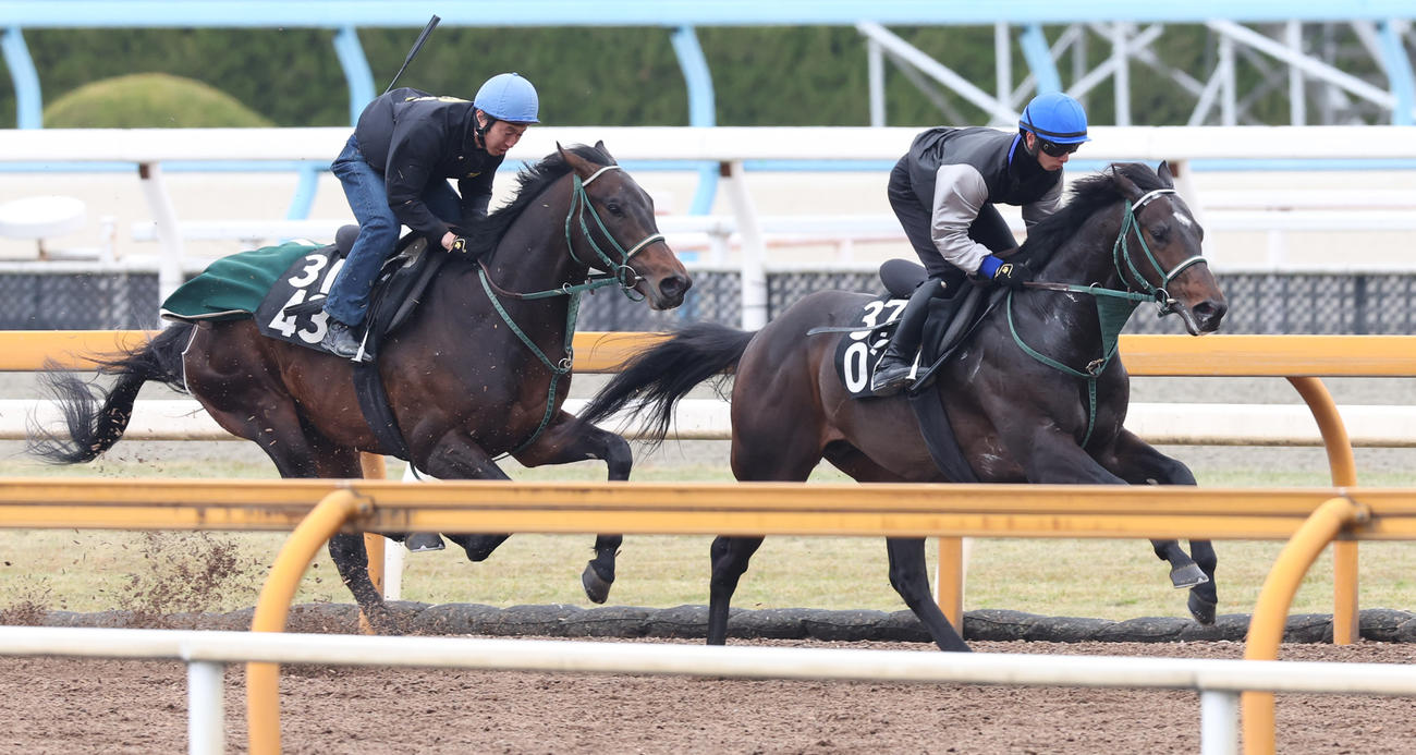 吉村騎手を背にCWコースにて併せ馬で追い切るランスオブカオス（右）