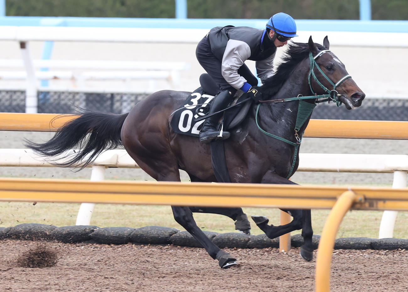 吉村騎手を背にCWコースにて併せ馬で追い切るランスオブカオス