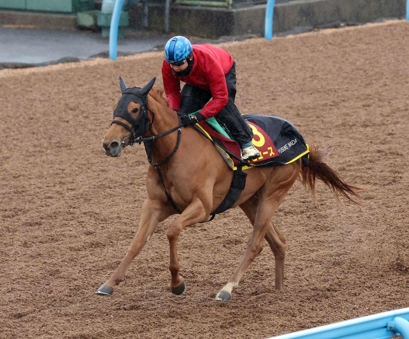 マピュースは田辺騎手を背に美浦ウッドで追い切られた（撮影・丹羽敏通）