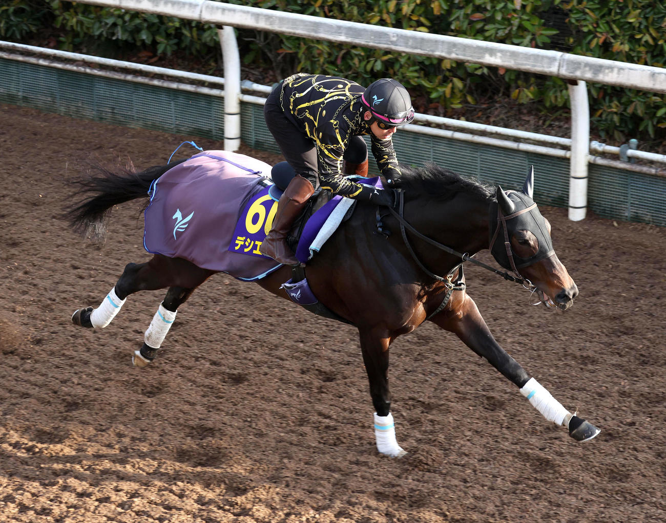 坂路を単走で追い切るデシエルト（撮影・白石智彦）