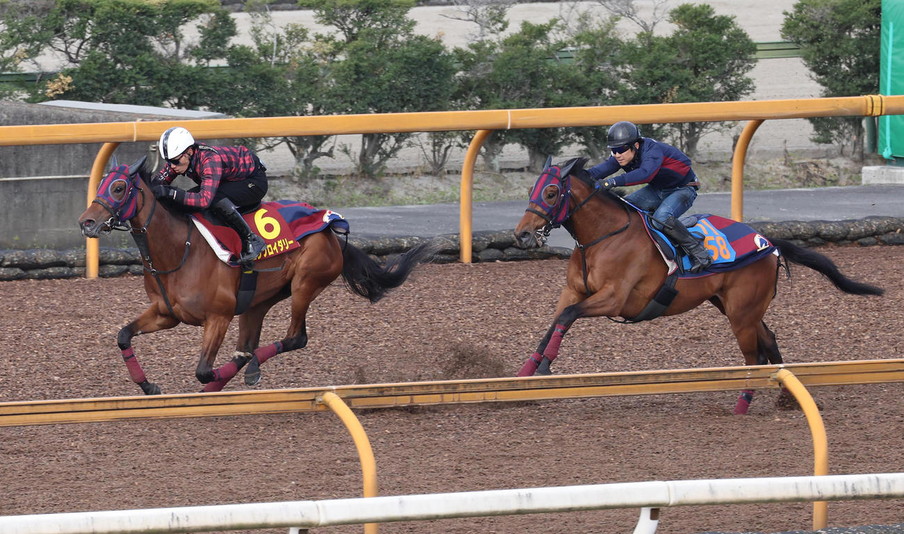 Cウッドを併せ馬で追い切るエンブロイダリー（左）（撮影・白石智彦）