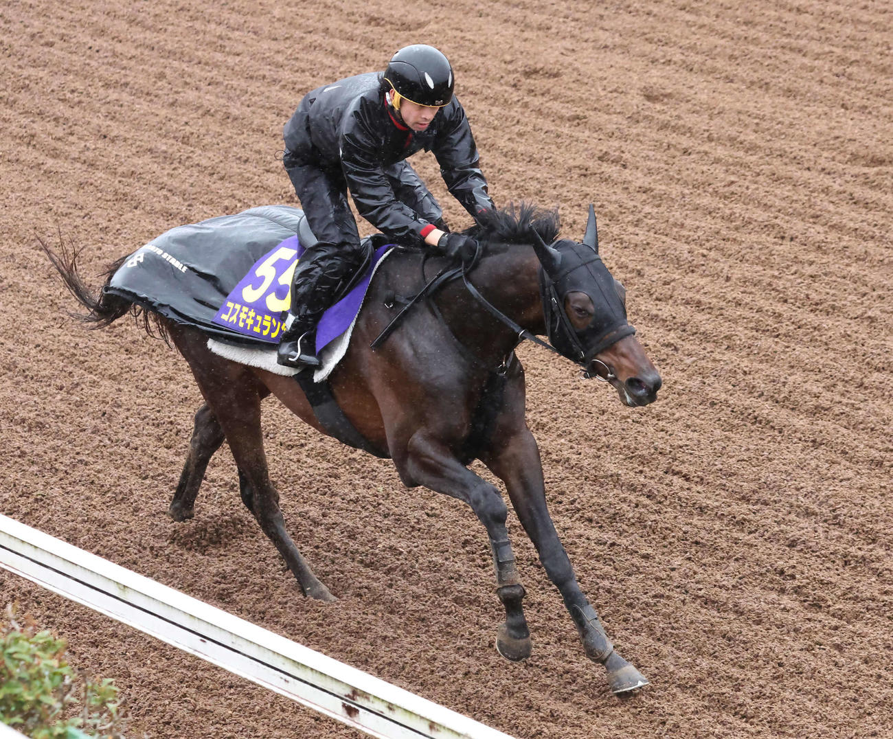 2日、コスモキュランダは力強いフットワークで美浦坂路を駆け上がった（撮影・丹羽敏通）