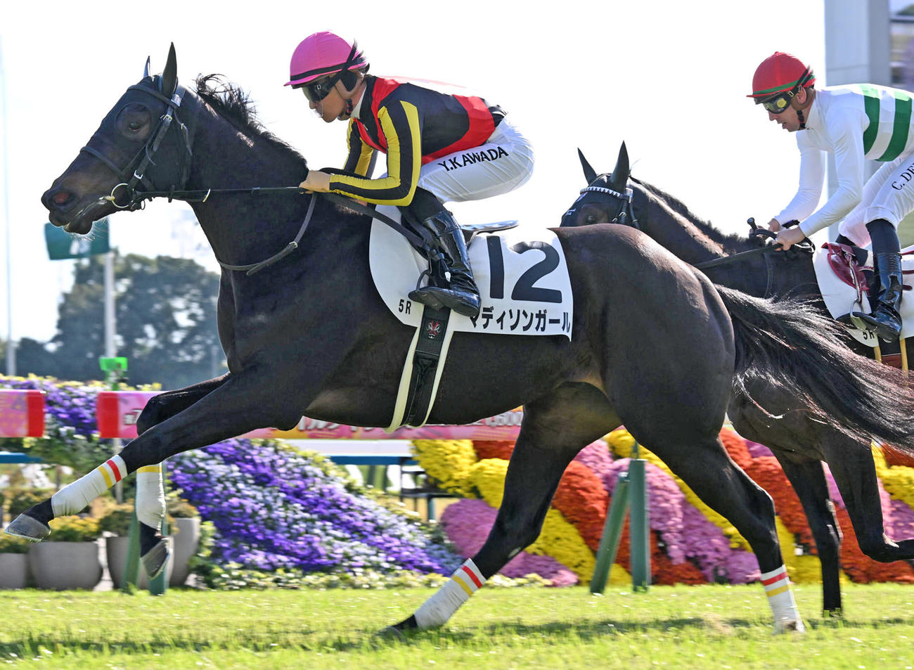 24年11月30日京都5Rの新馬戦を制したマディソンガール