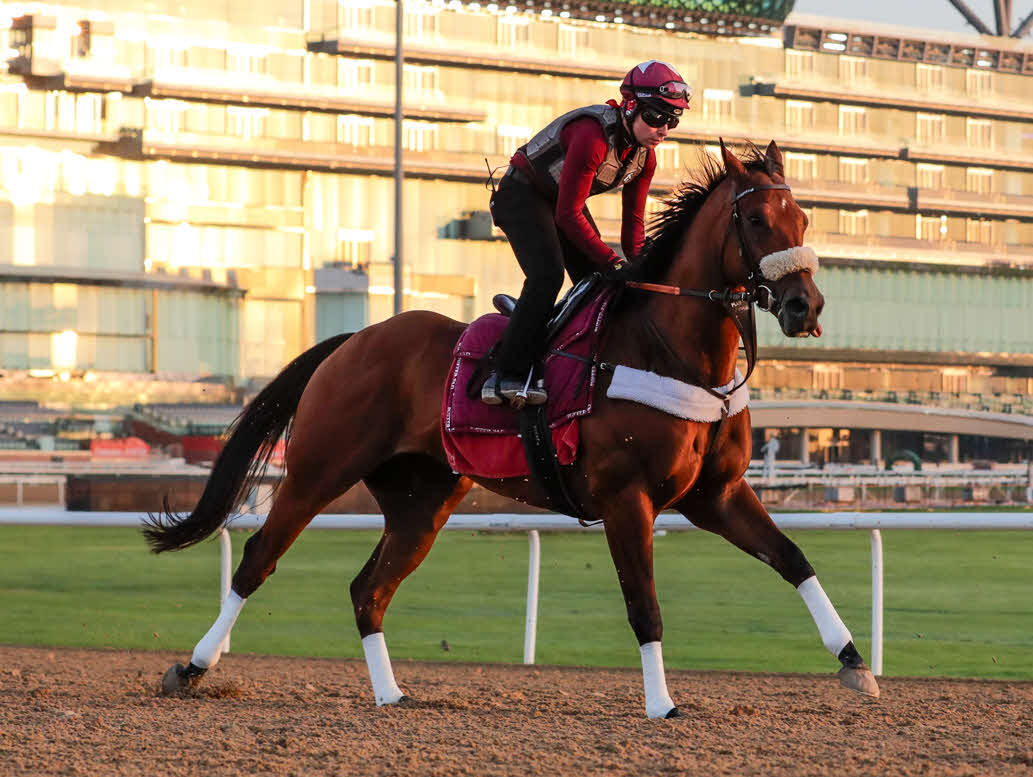 ドバイワールドCに出走するインペリアルエンペラー（C）Dubai Racing Club