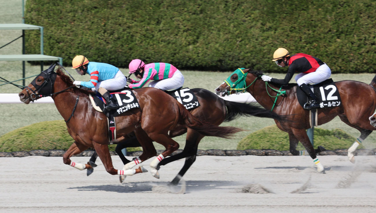 阪神9R　バイオレットSは酒井騎手のヤマニンチェルキが豪快に差し切って勝利（撮影・西尾就之）