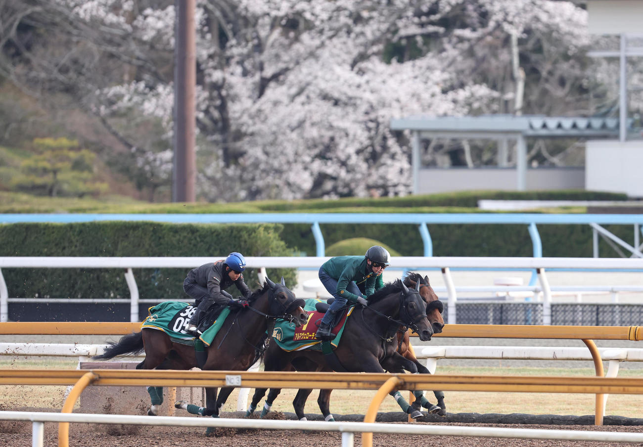 満開の桜をバックにCウッドを3頭併せで追い切るアルマヴェローチェ（中央）（撮影・白石智彦）