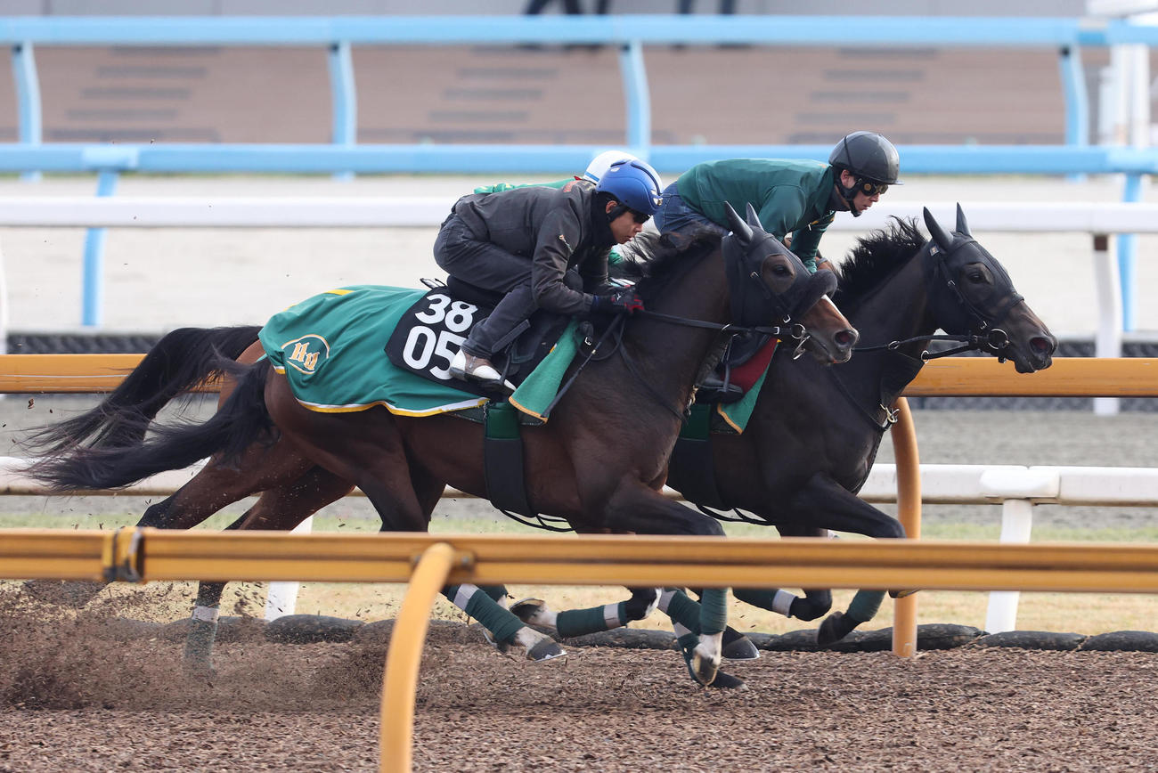 Cウッドを3頭併せで追い切るアルマヴェローチェ（右）（撮影・白石智彦）