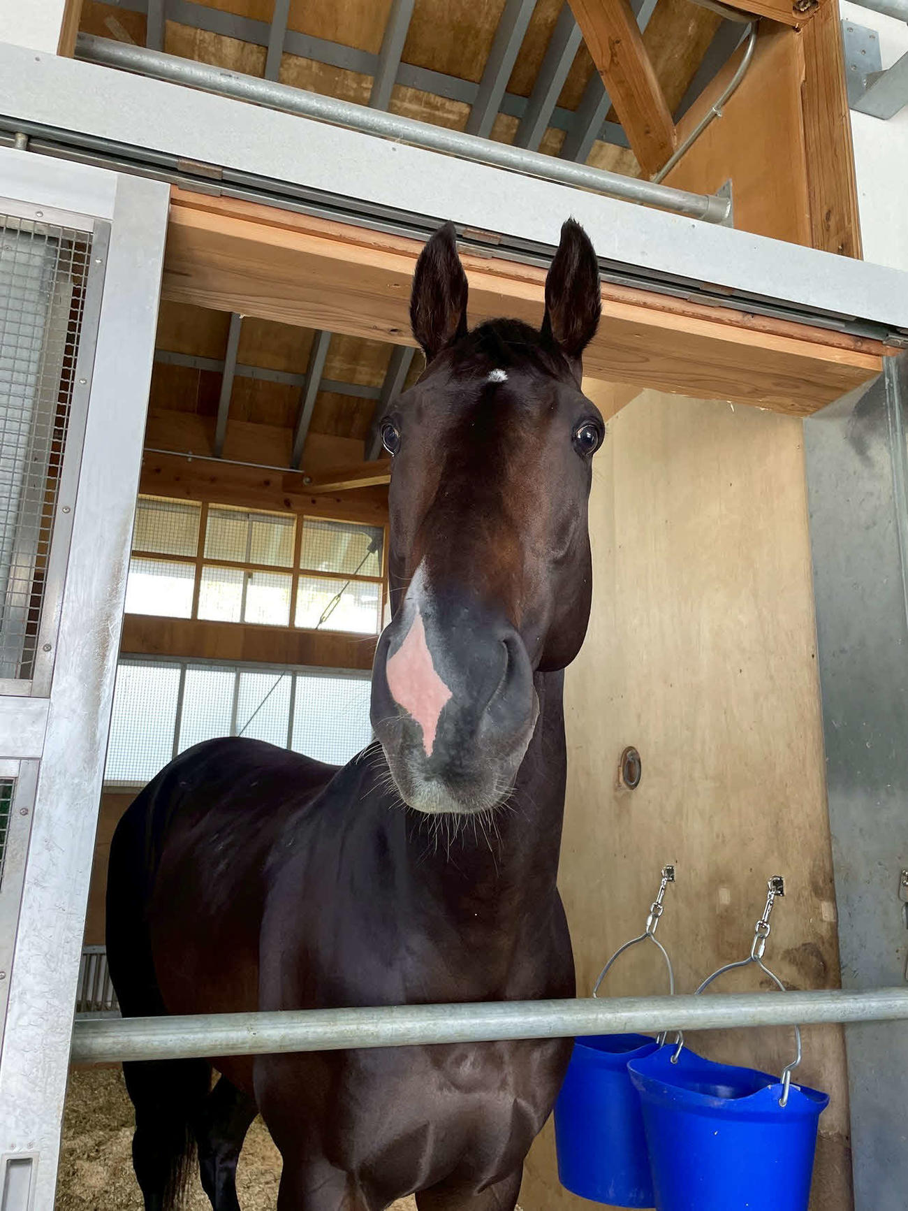 武豊騎手とコンビを組むロッテ吉井監督の所有馬リジン