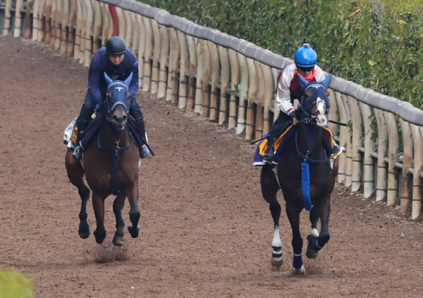 ボンドガール（右）と少し距離をとり、坂路で追い切られたブラウンラチェット