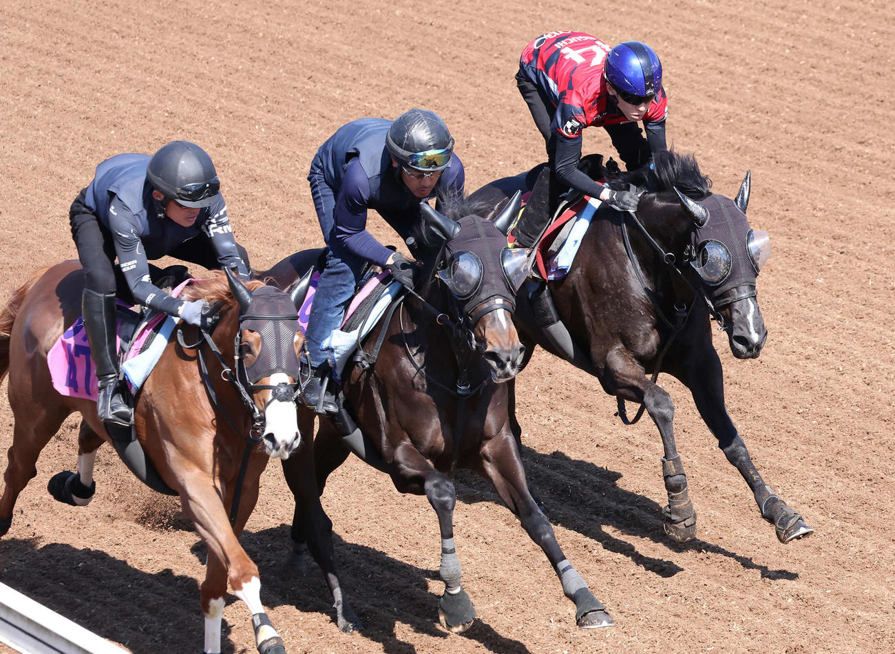 プリムツァール（右）は津村騎手を背に美浦坂路を3頭併せで追い切られた（撮影・丹羽敏通）