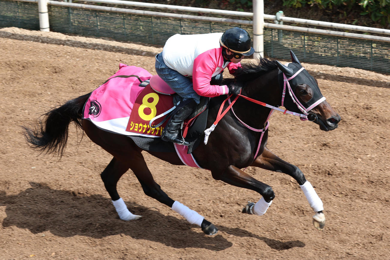 坂路で追い切られたショウナンザナドゥ
