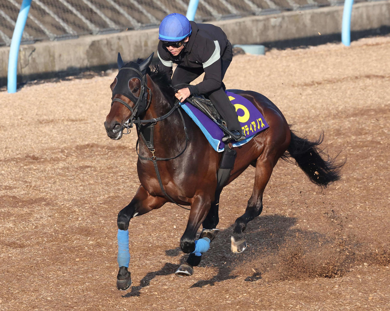 カラマティアノスは戸崎騎手を背に美浦ウッドで追い切られた（撮影・丹羽敏通）