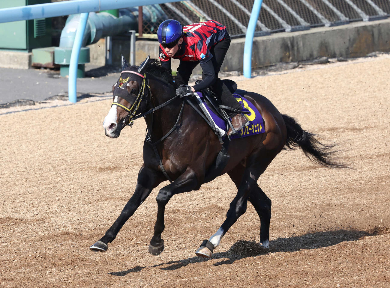 ニシノエージェントは津村騎手を背に美浦ウッドで追い切られた（撮影・丹羽敏通）