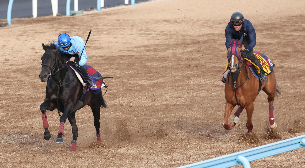 ヴィンセンシオ（左）は石神道騎手を背に美浦ウッドでフラミニアと併せて追い切られた（撮影・丹羽敏通）