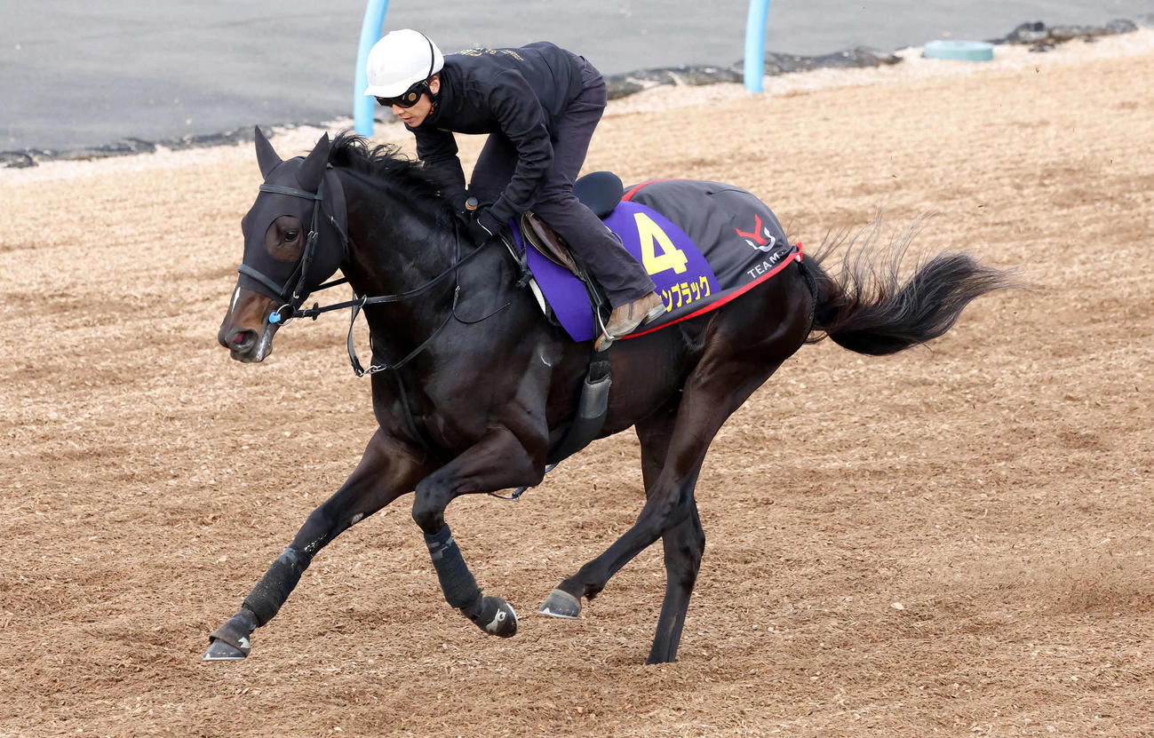 ピコチャンブラックは石橋騎手を背に美浦ウッドで追い切られた（撮影・丹羽敏通）
