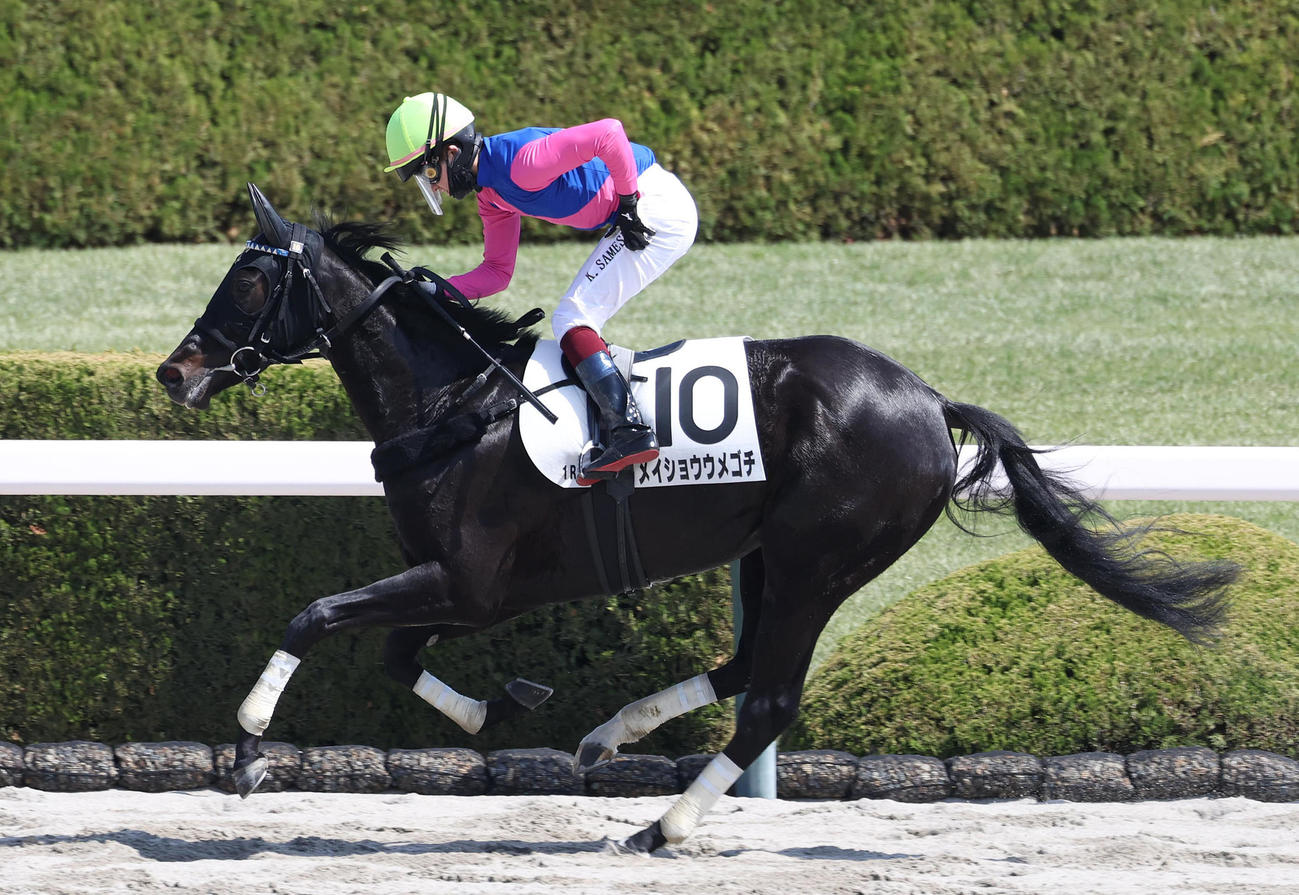 阪神1R、ピンクの喪章に手をかざしゴールする、メイショウウメゴチ騎乗の鮫島駿騎手（撮影・白石智彦）