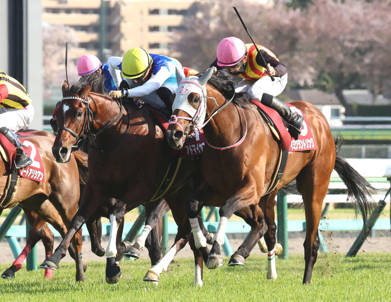NZT2着に敗れたアドマイヤズーム（左）。右は勝ったイミグラントソング（撮影・丹羽敏通）