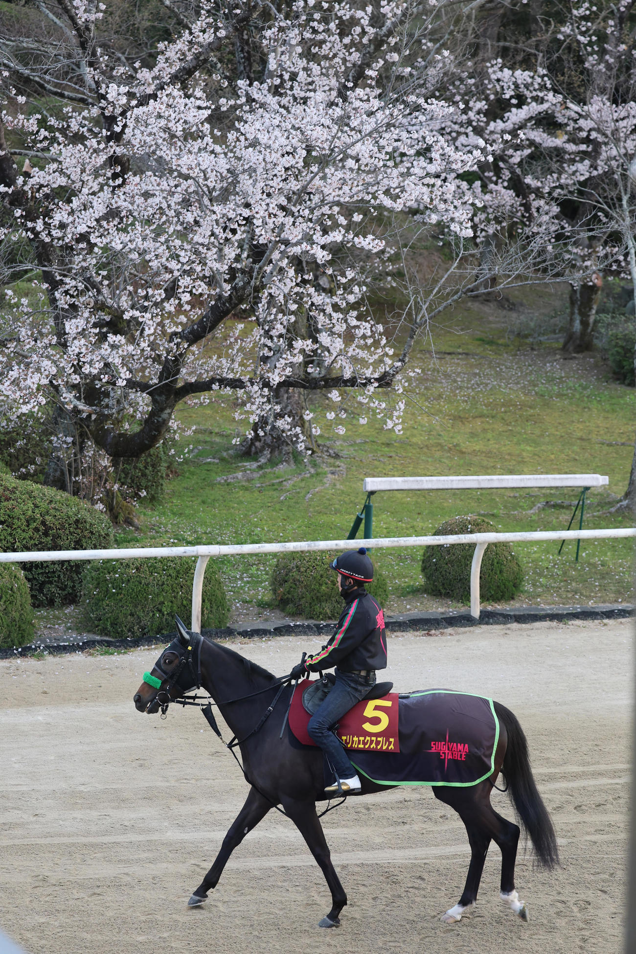 厩舎を出発し、角馬場へ向かうエリカエクスプレス（2025年4月9日撮影）
