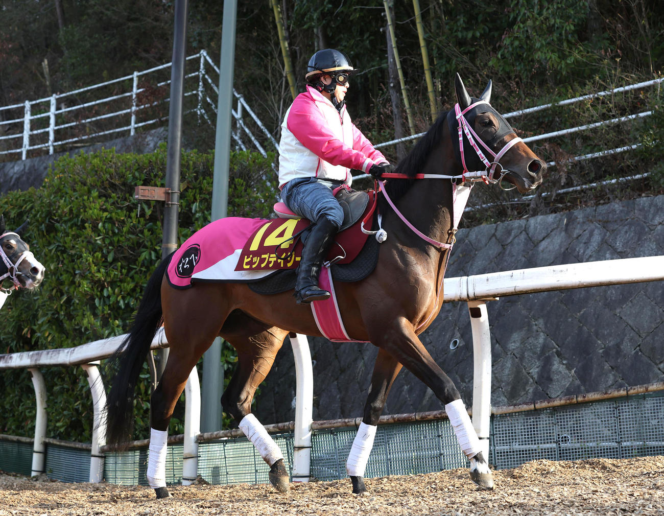 ビップデイジー（2025年4月8日撮影）