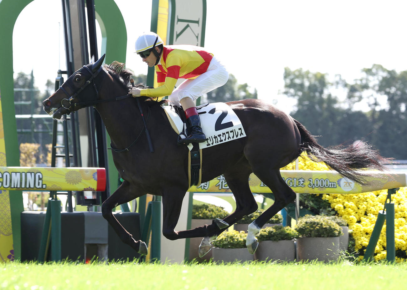 稍重の新馬戦を制したエリカエクスプレス