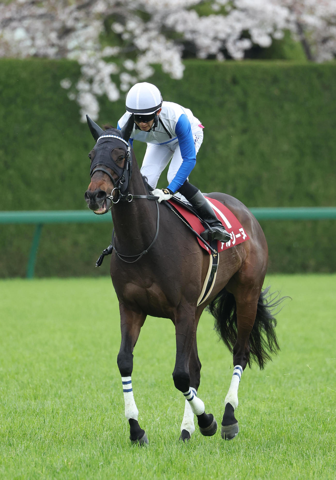 阪神牝馬S、2着に敗れたアルジーヌ（撮影・白石智彦）