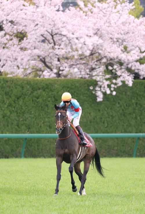 桜花賞】阪神競馬場の桜は8日に「満開」も…発走まで持つかは雨次第