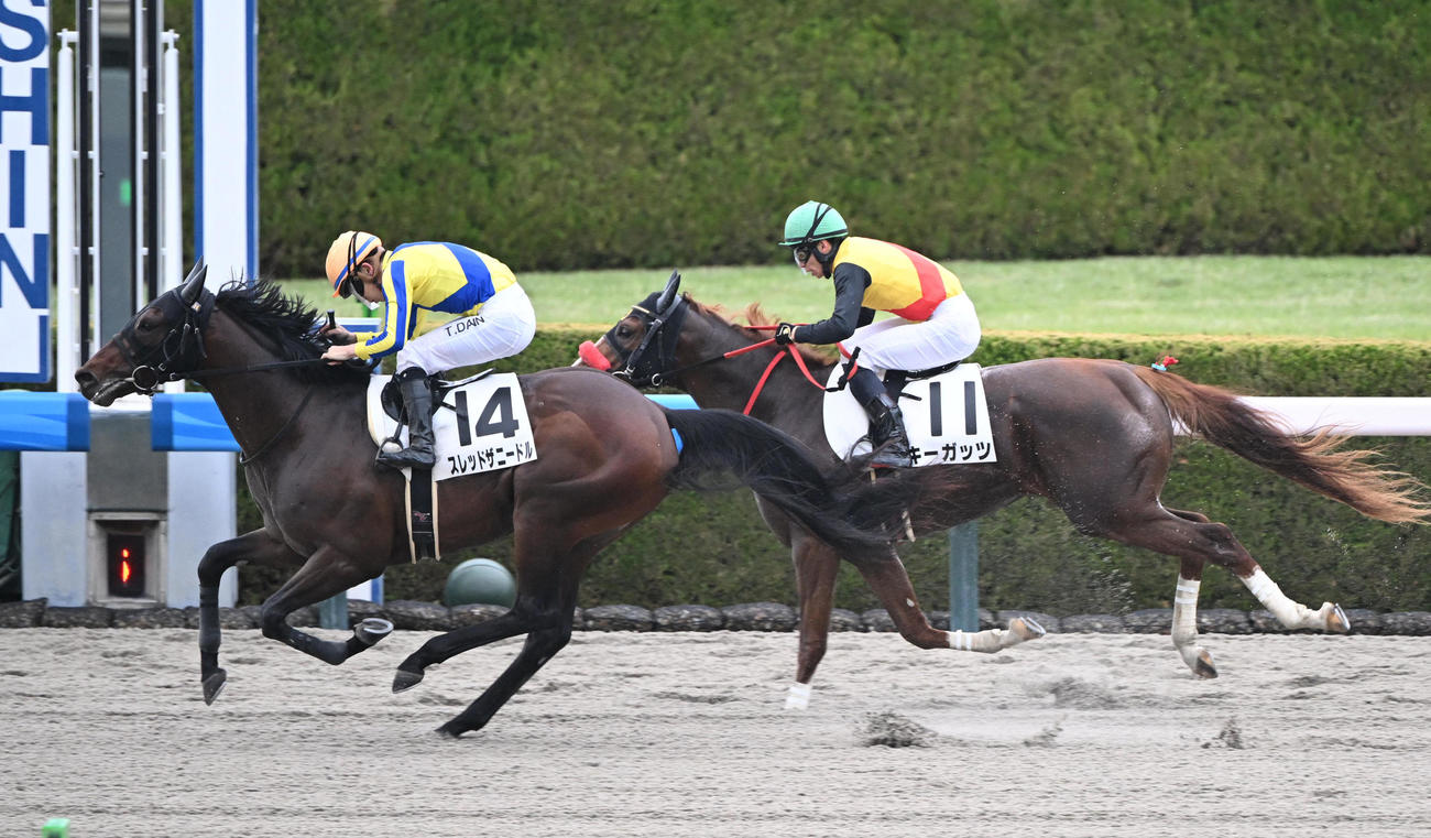 阪神3R、1着スレッドザニードル（左）、2着キーガッツ（撮影・和賀正仁）