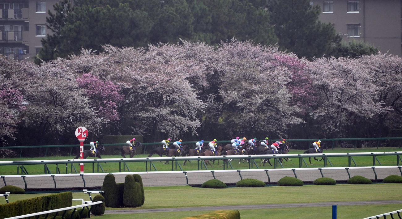 桜花賞　向こう中間（撮影・和賀正仁）