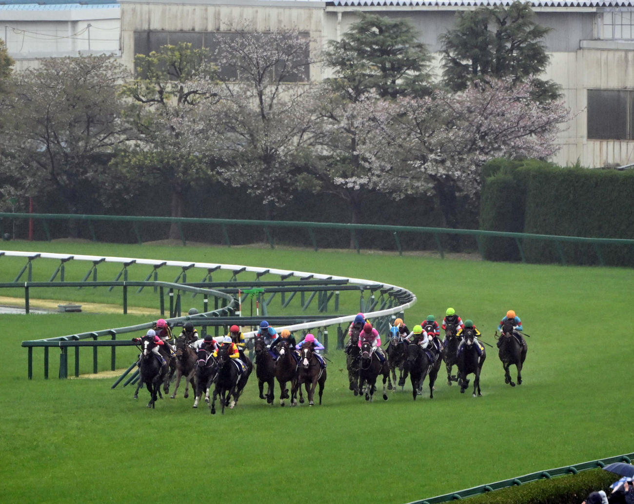 桜花賞の直線（撮影・和賀正仁）