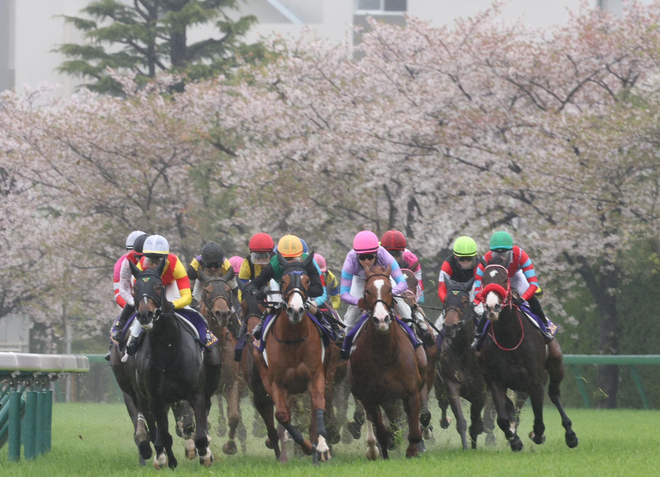 阪神11R　落花盛んな桜をバックに桜花賞で激走する出走各馬（撮影・西尾就之）