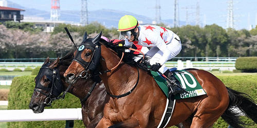 アンタレスSを制したミッキーヌチバナ(撮影・前岡正明)=2024年4月14日、阪神競馬場