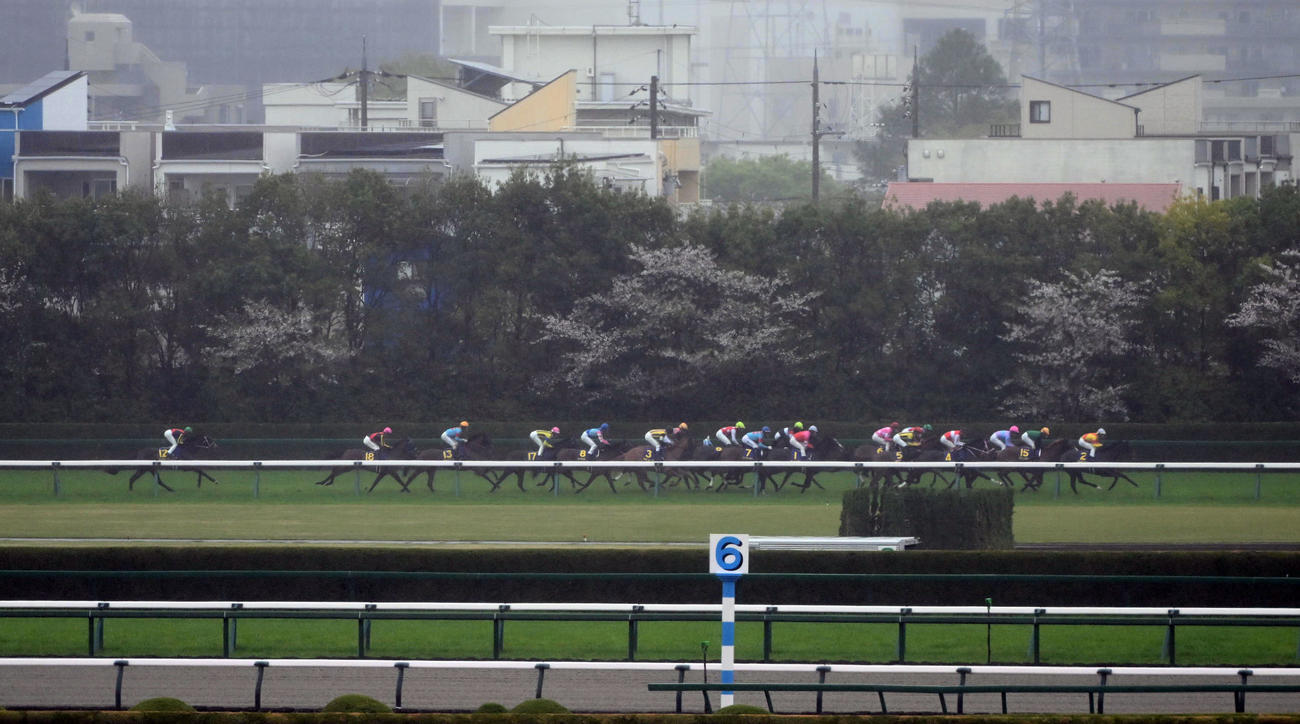 桜花賞、3角でのエンブロイダリー（左から9頭目、ゼッケン7番）（撮影・和賀正仁）
