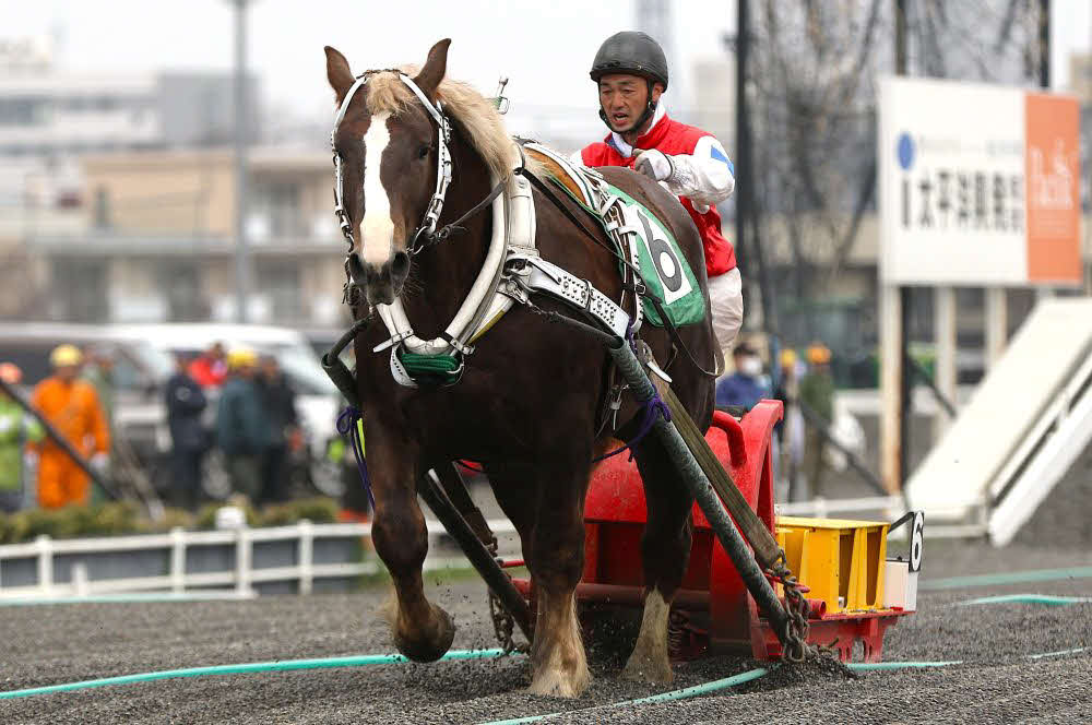 能力検査でトップタイムを記録したクリスタルヒリュウ（写真提供・ばんえい十勝）