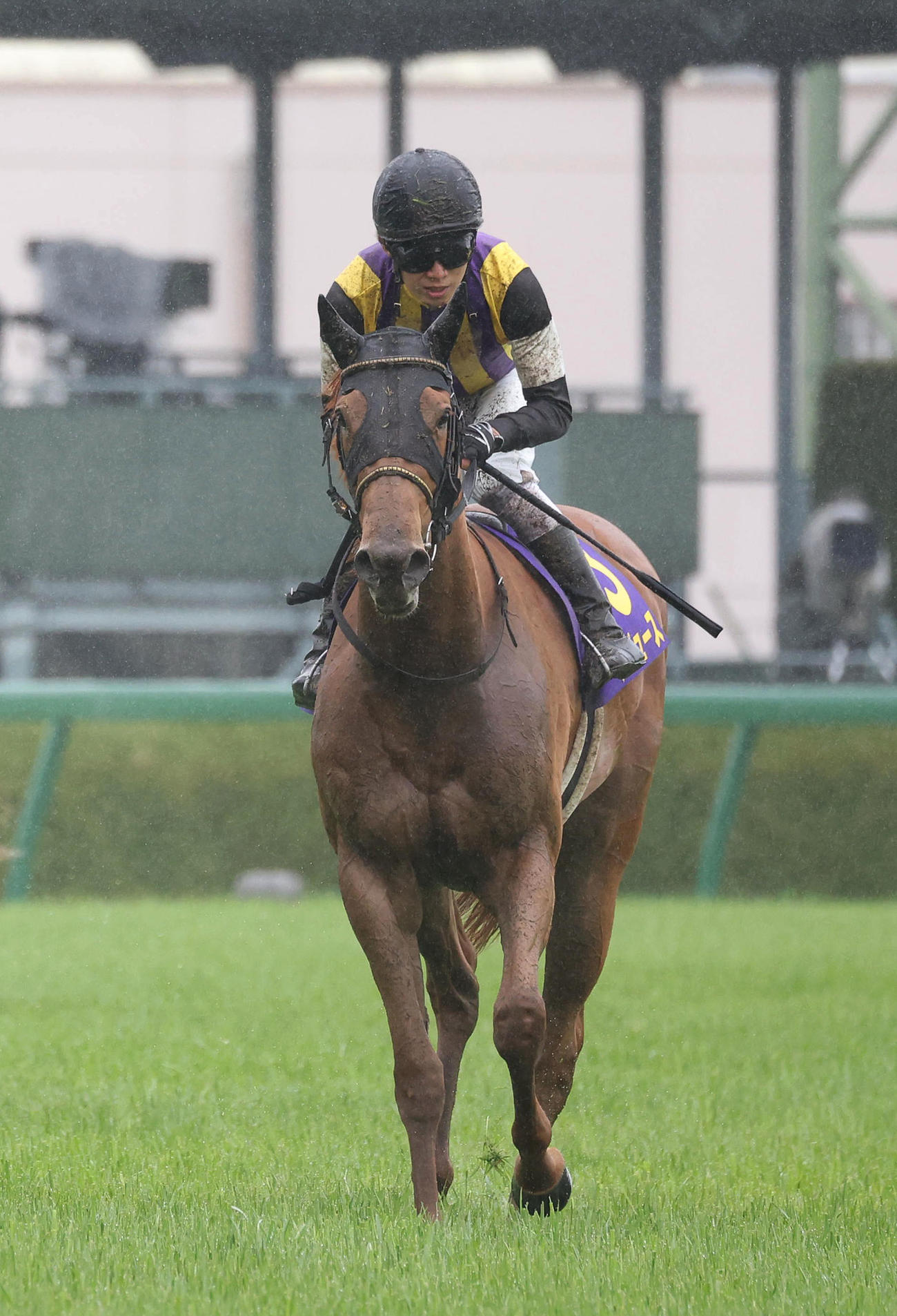 阪神11R桜花賞、4着に敗れたマピュース（撮影・白石智彦）