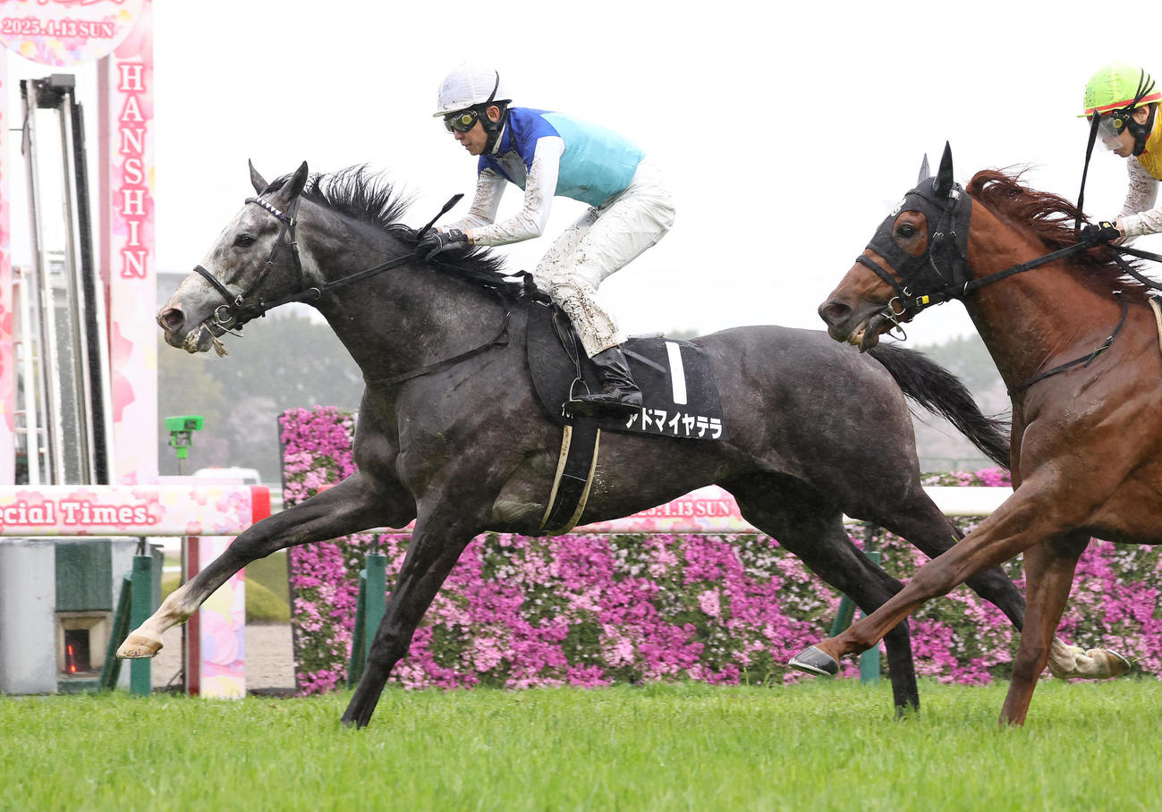 阪神10R、直線抜け出して大阪－ハンブルクCを制したアドマイヤテラ（撮影・白石智彦）