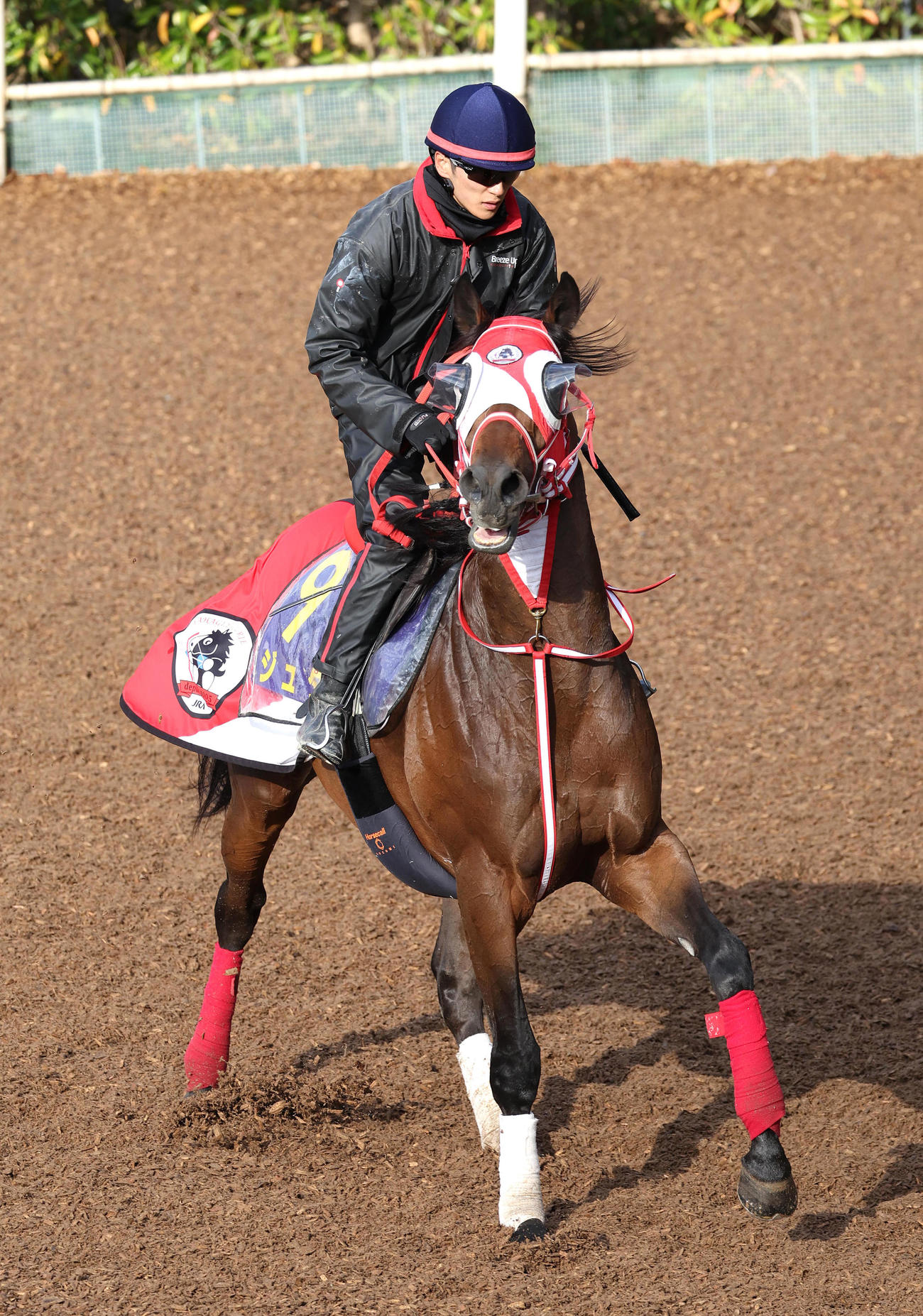 坂井騎手を背に坂路でキャンター調整するジュタ（撮影・白石智彦）