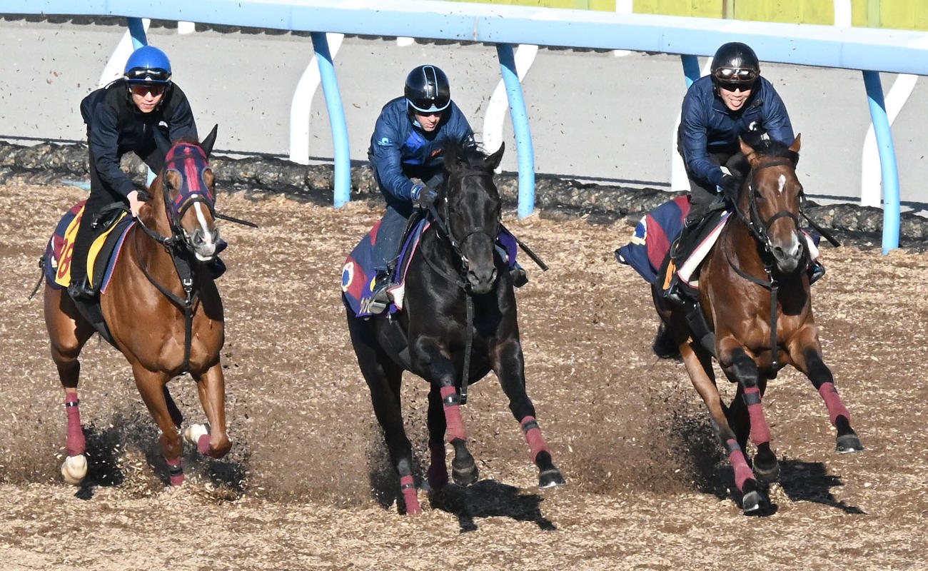 美浦ウッドを3頭併せで追い切るヴィンセンシオとルメール騎手（中央）（撮影・千葉一成）