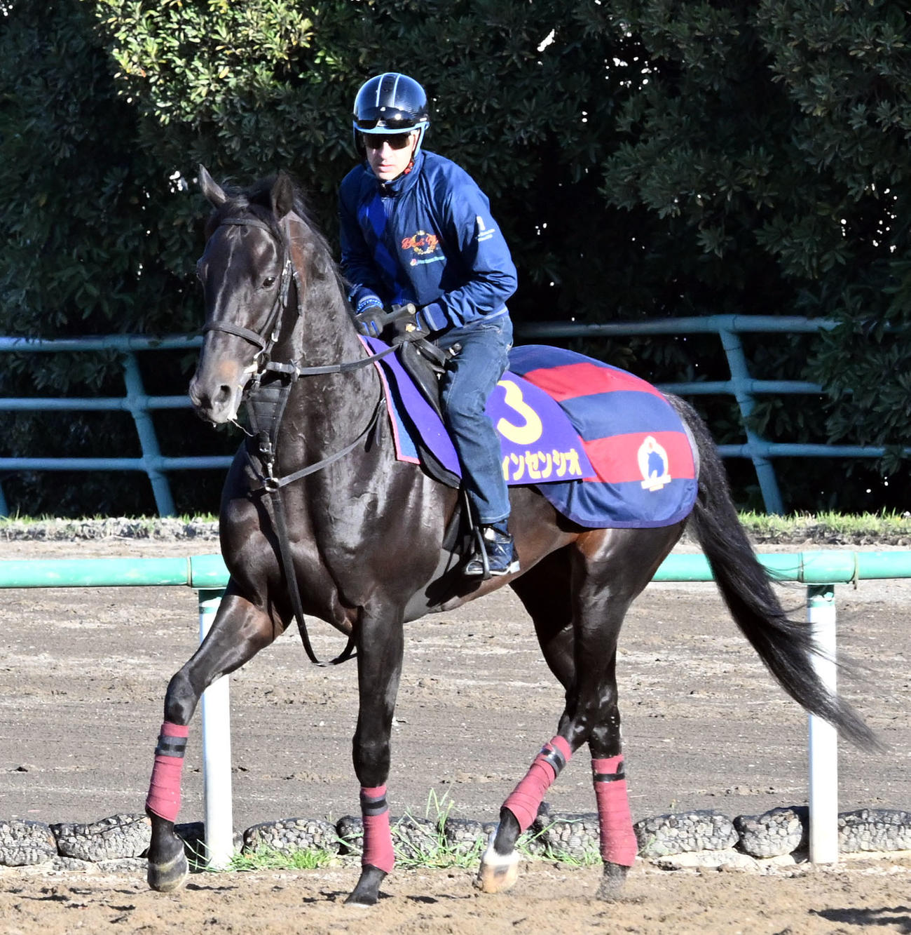 乗り運動するヴィンセンシオ騎乗のルメール騎手（撮影・千葉一成）