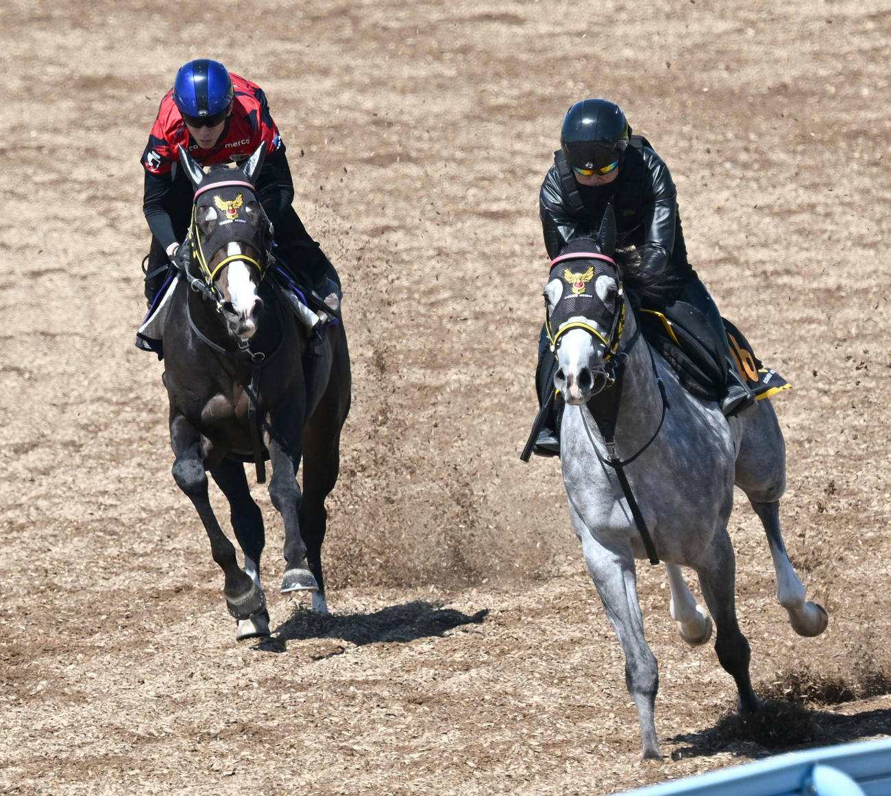 美浦ウッドを2頭併せで追い切るニシノエージェントと津村騎手（左）（撮影・千葉一成）