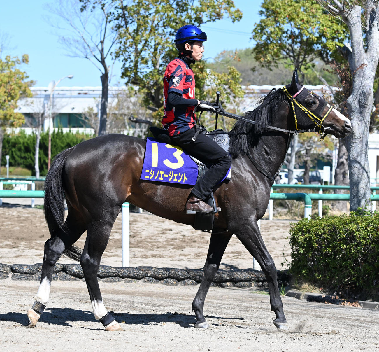 馬場に向かうニシノエージェントと津村騎手（撮影・千葉一成）