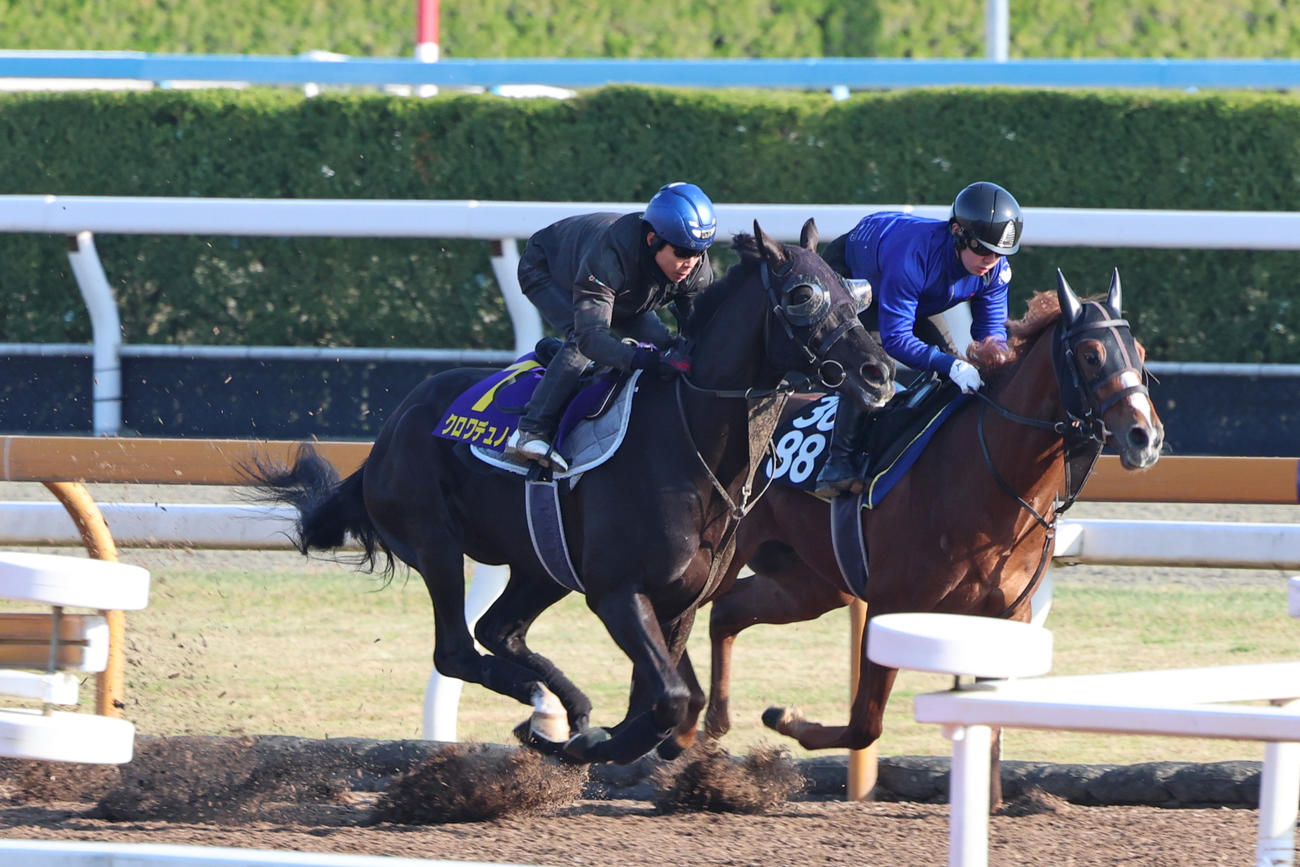 北村友一騎手が騎乗し、Cウッドを併せ馬で追い切られたクロワデュノール（左）