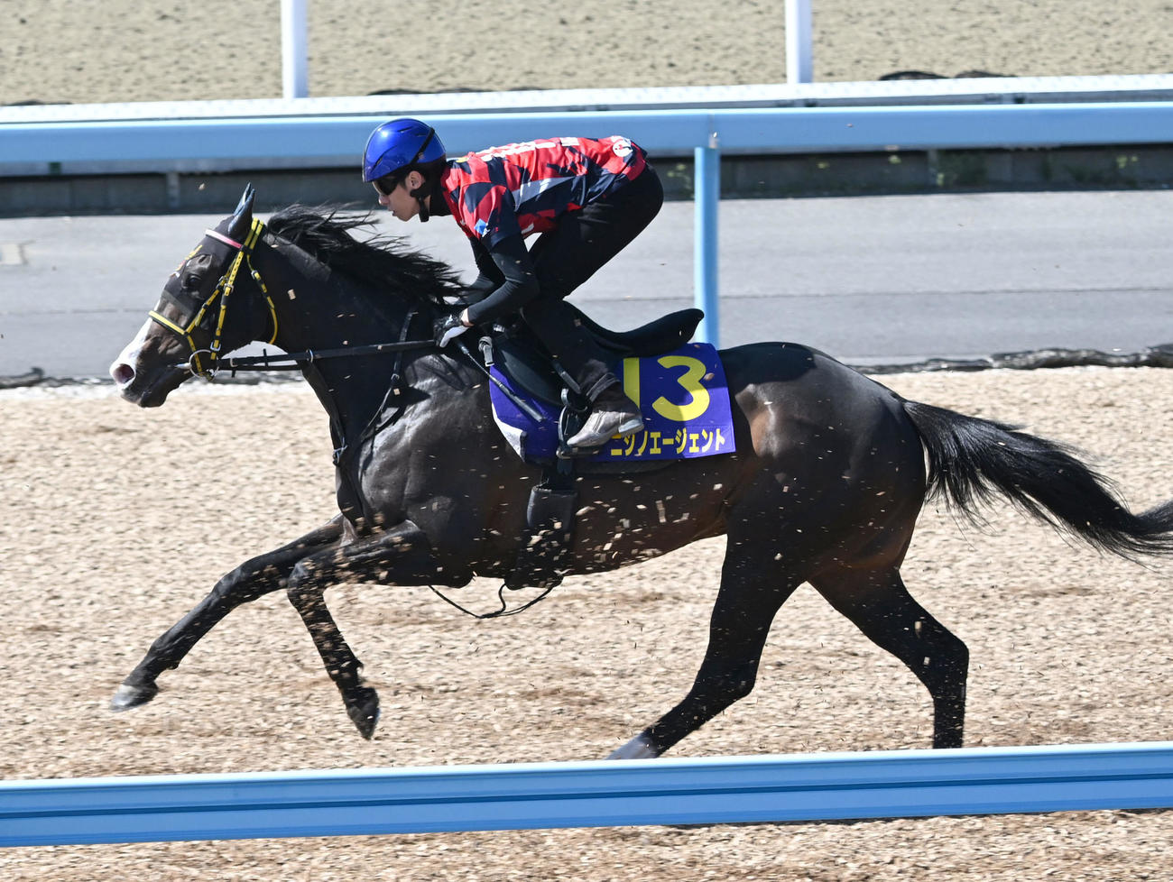 美浦ウッドを2頭併せで追い切るニシノエージェントと津村騎手（撮影・千葉一成）